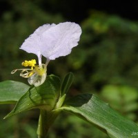 Commelina undulata R.Br.